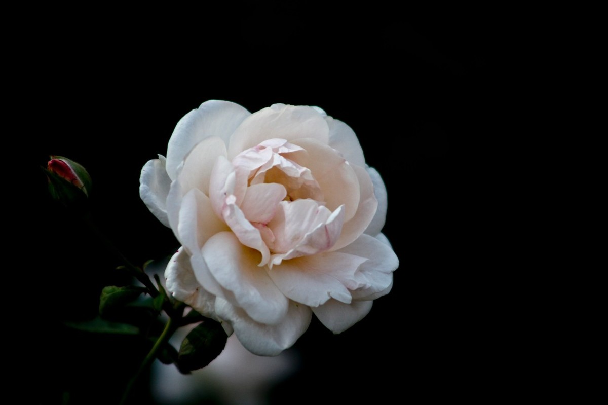 随拍——十月的花儿