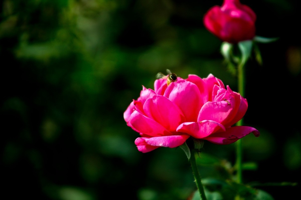 随拍——十月的花儿