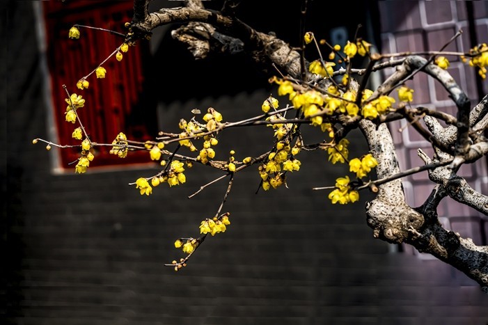 海云庵的腊梅