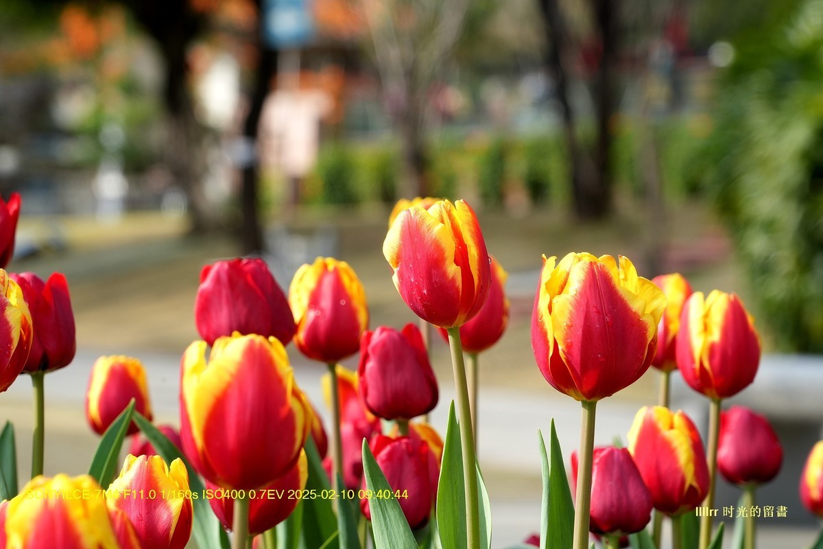 郁金香（云台花园）