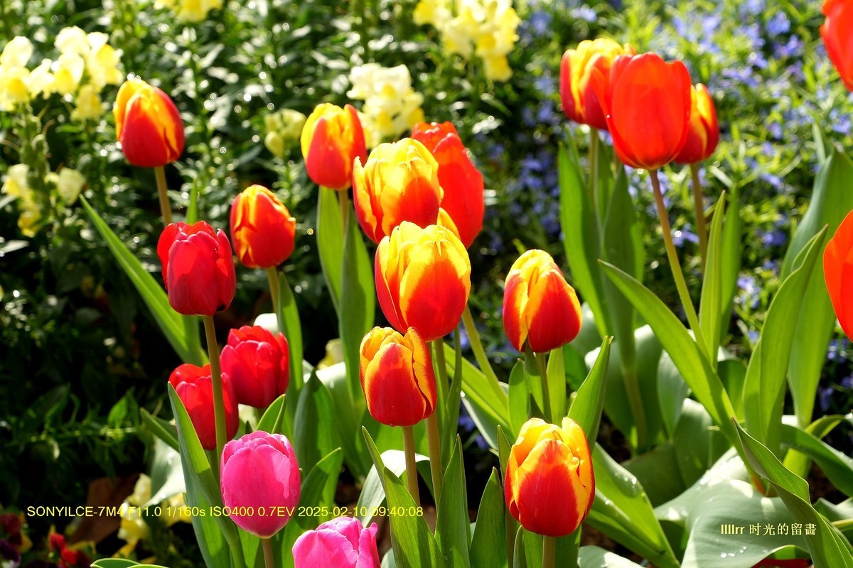 郁金香（云台花园）