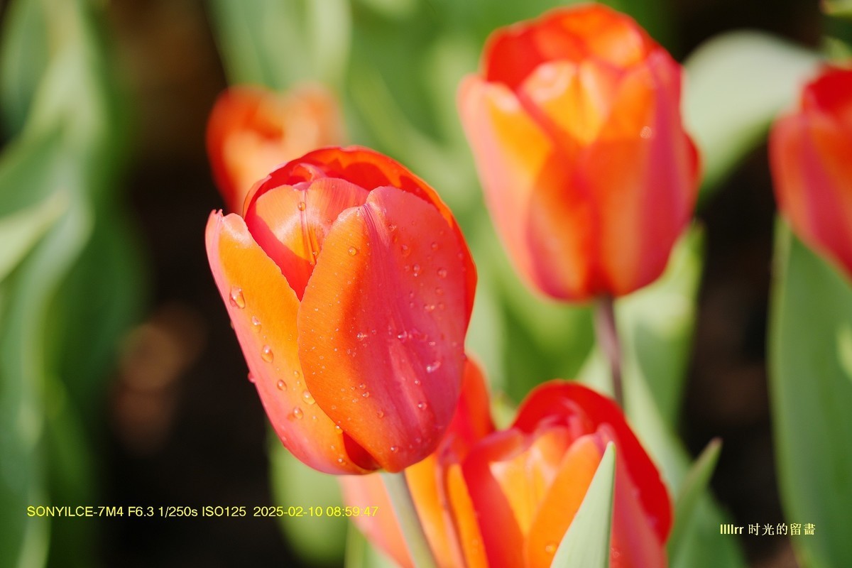 郁金香（云台花园）