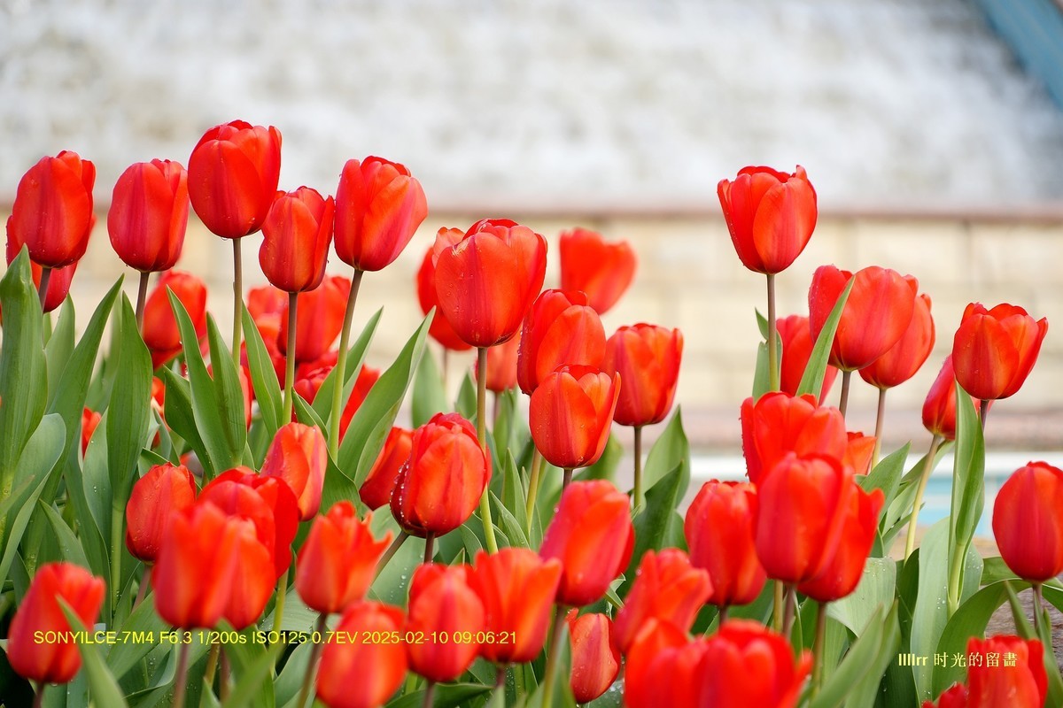 郁金香（云台花园）