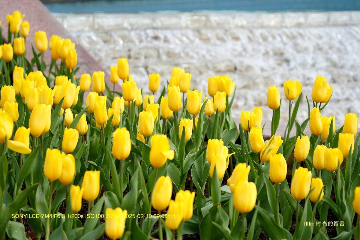郁金香（云台花园）