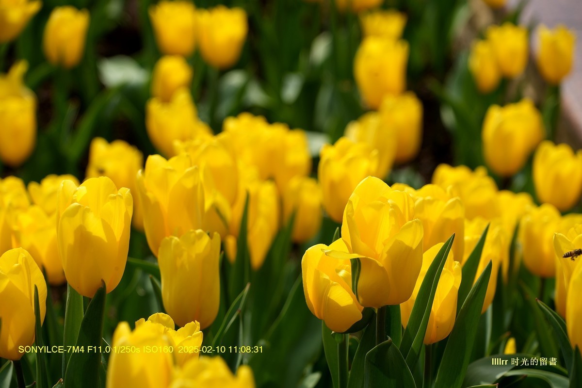 郁金香（云台花园）