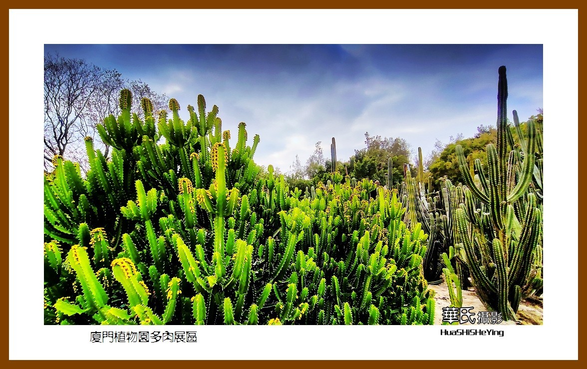 2022南行慢游（福建047）—厦门植物园多肉展区（厦门市）