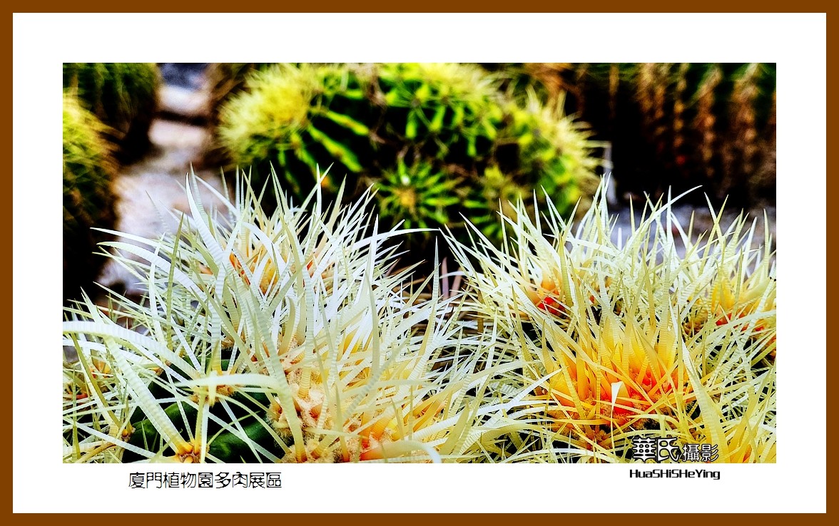 2022南行慢游（福建047）—厦门植物园多肉展区（厦门市）