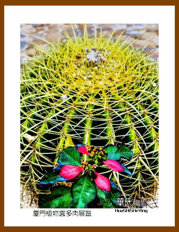 2022南行慢游（福建047）—厦门植物园多肉展区（厦门市）