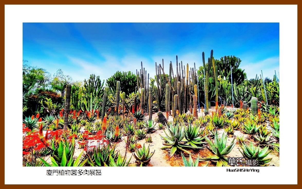 2022南行慢游（福建047）—厦门植物园多肉展区（厦门市）