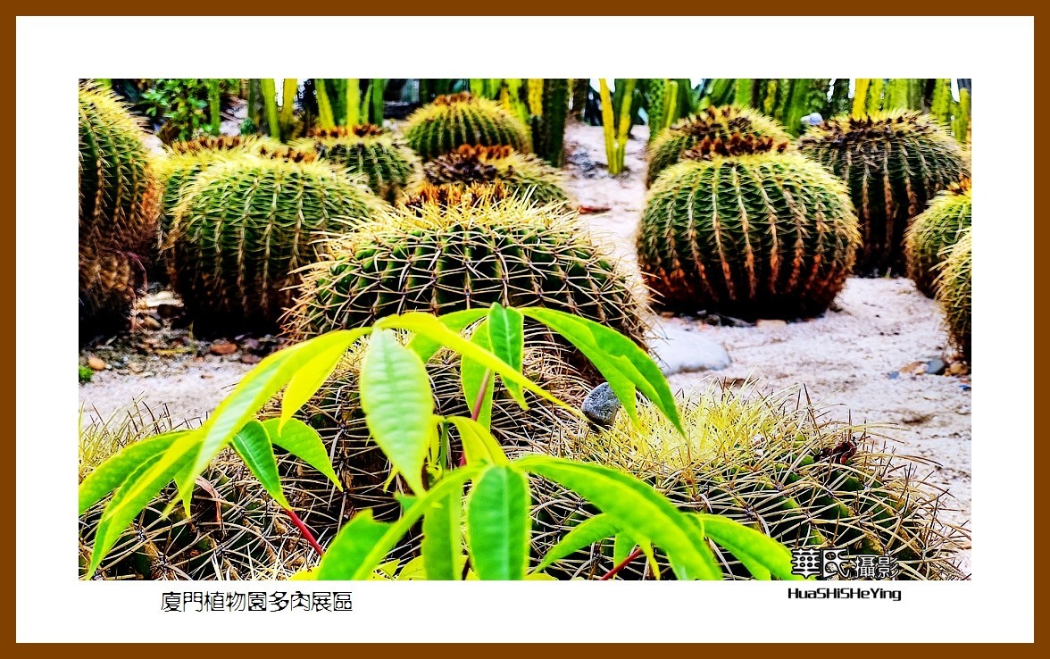 2022南行慢游（福建047）—厦门植物园多肉展区（厦门市）