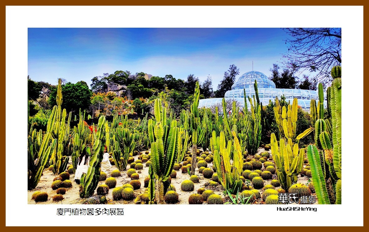 2022南行慢游（福建047）—厦门植物园多肉展区（厦门市）