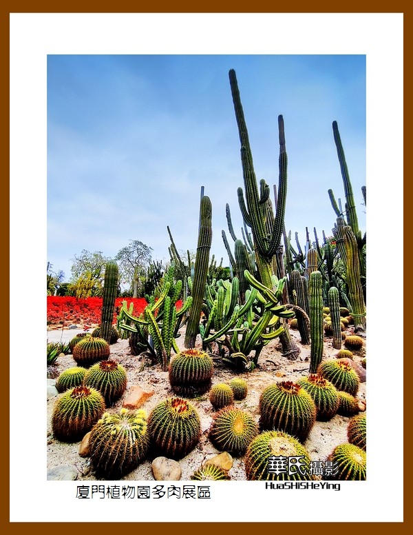 2022南行慢游（福建047）—厦门植物园多肉展区（厦门市）