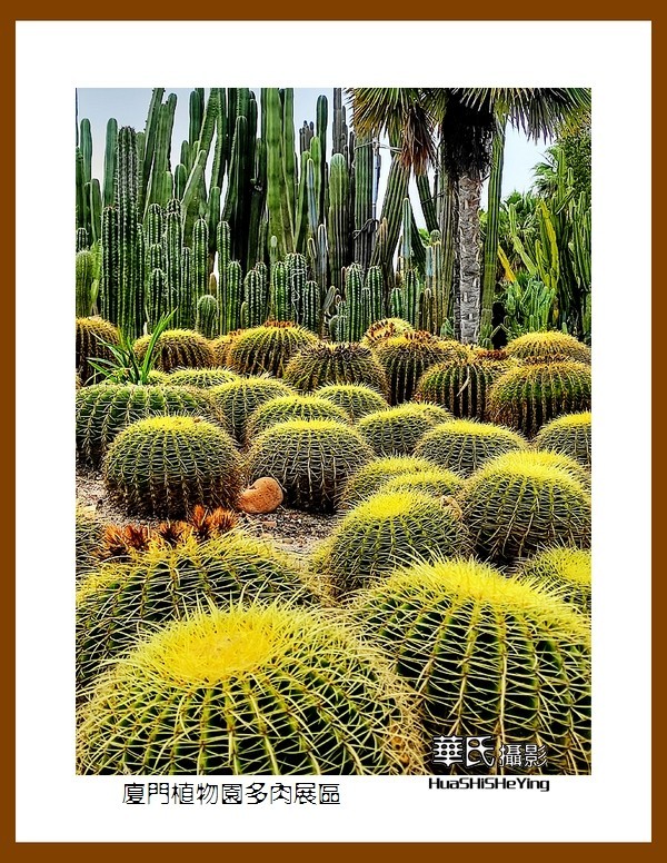 2022南行慢游（福建047）—厦门植物园多肉展区（厦门市）