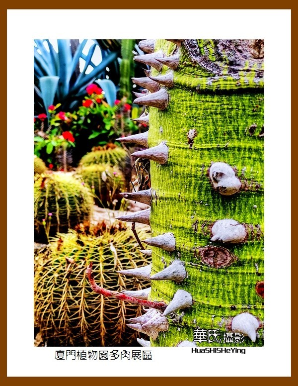 2022南行慢游（福建047）—厦门植物园多肉展区（厦门市）