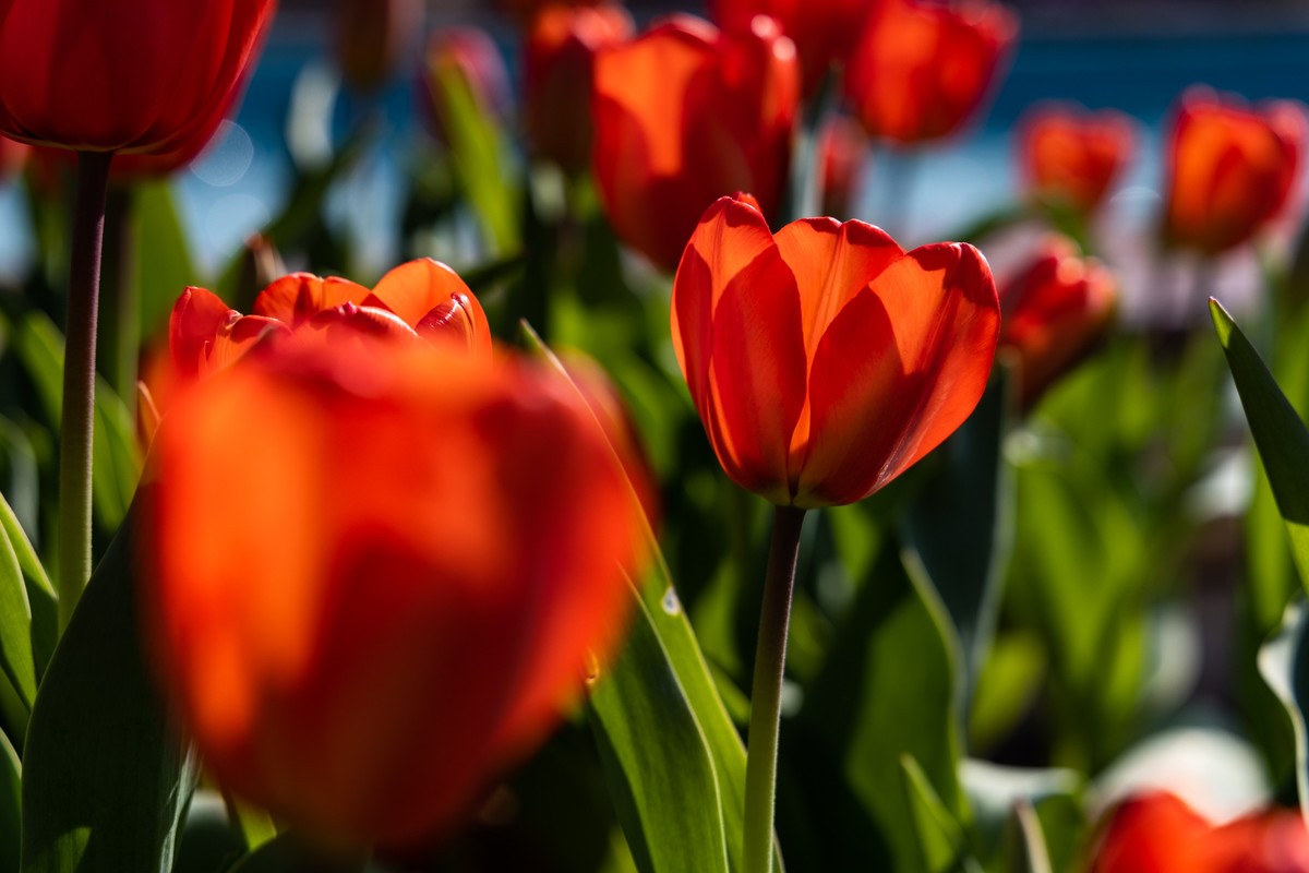 花枝招展（370）