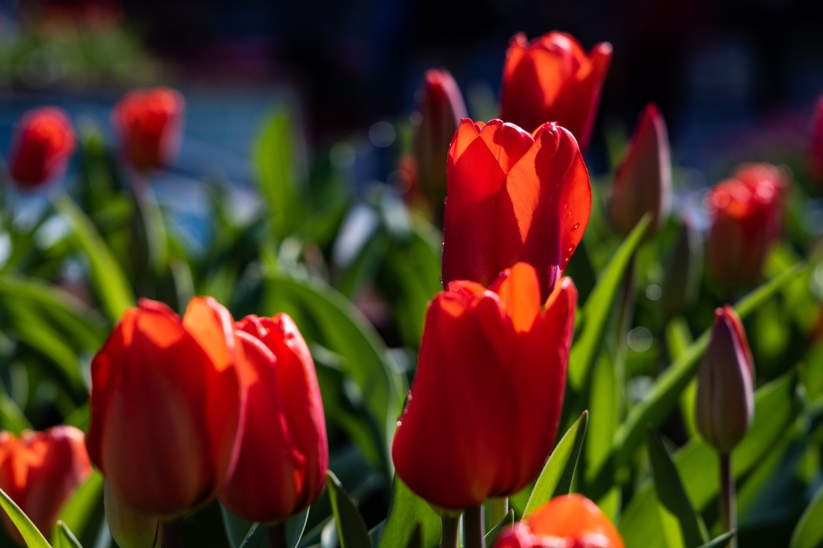 花枝招展（370）