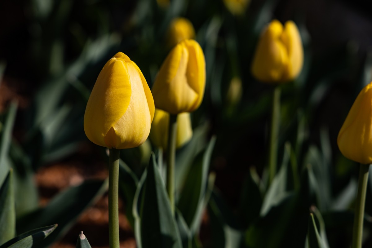 花枝招展（370）