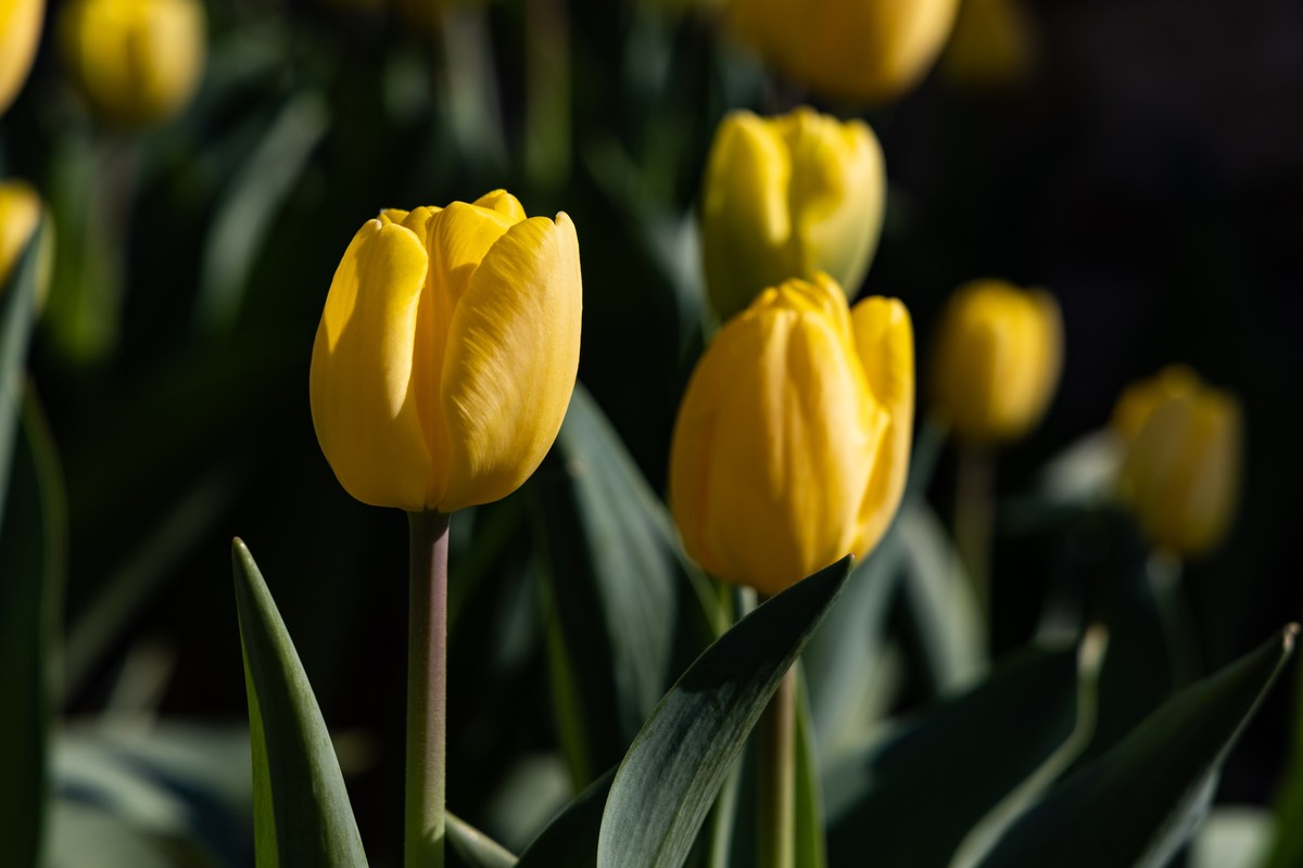 花枝招展（370）