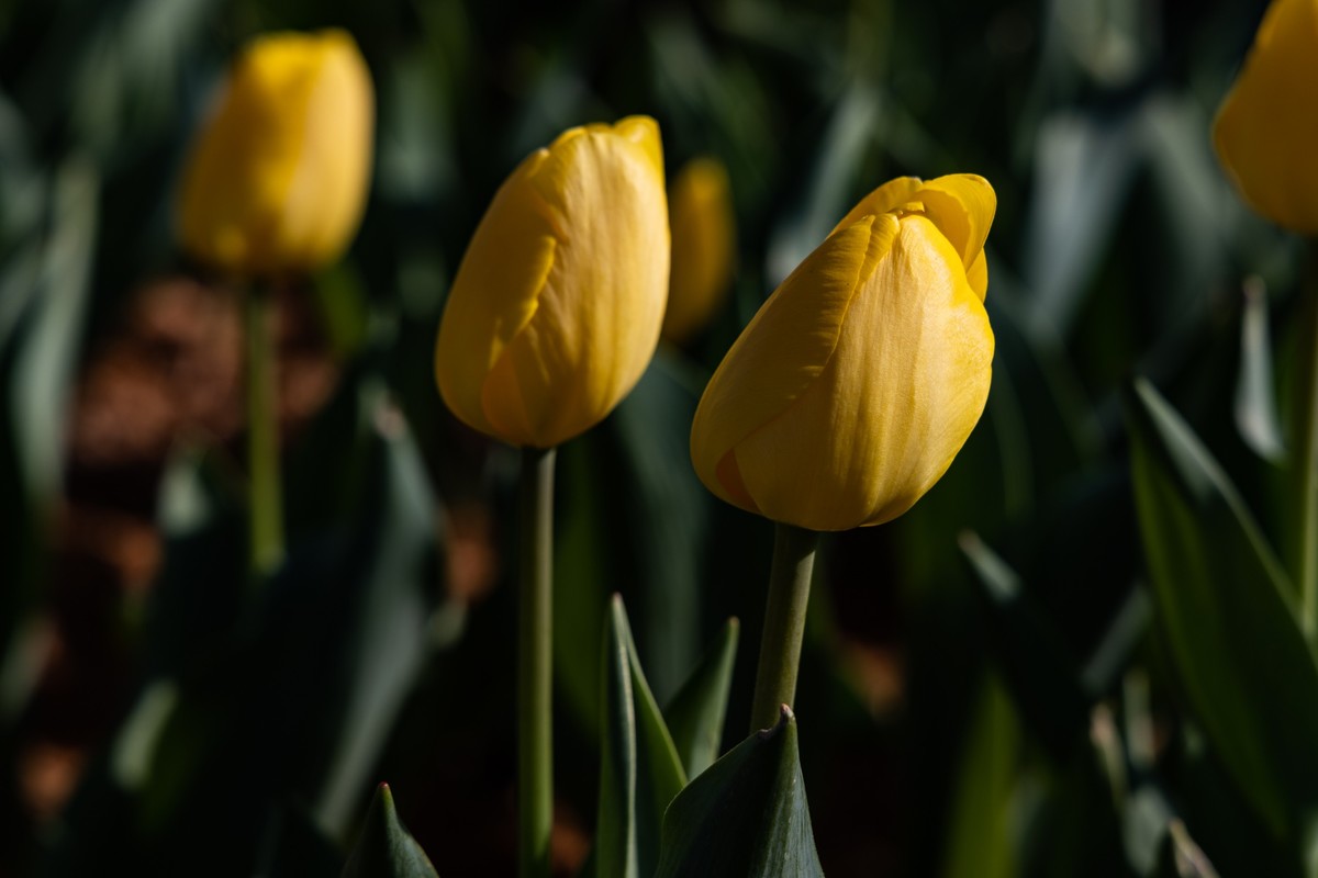 花枝招展（370）