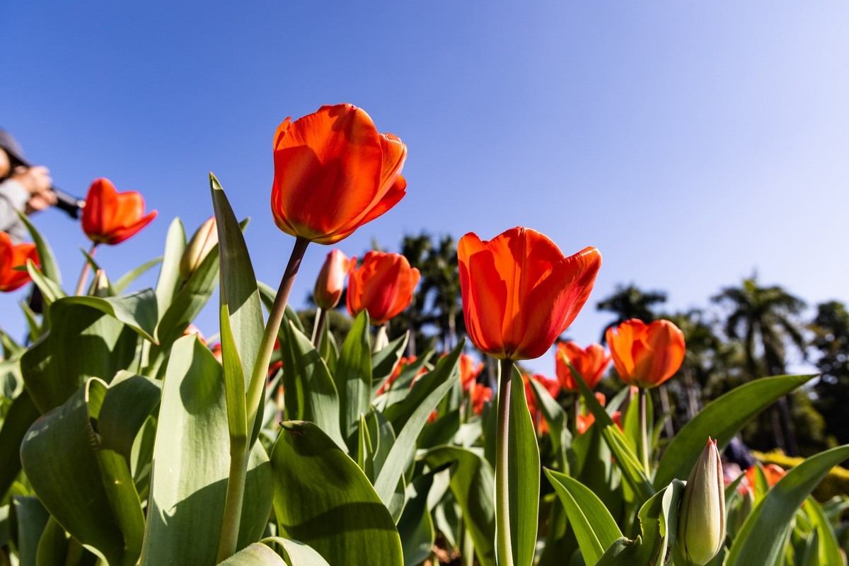 花枝招展（370）