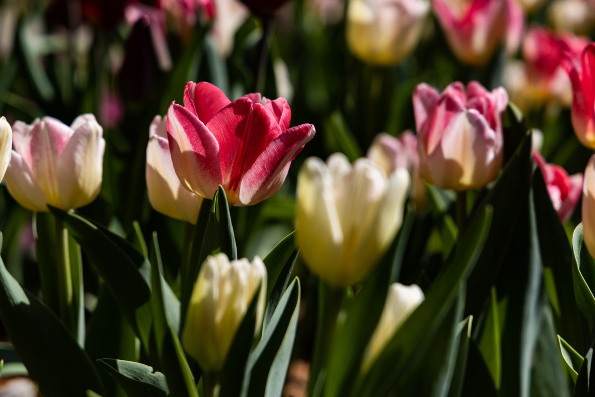 花枝招展（370）