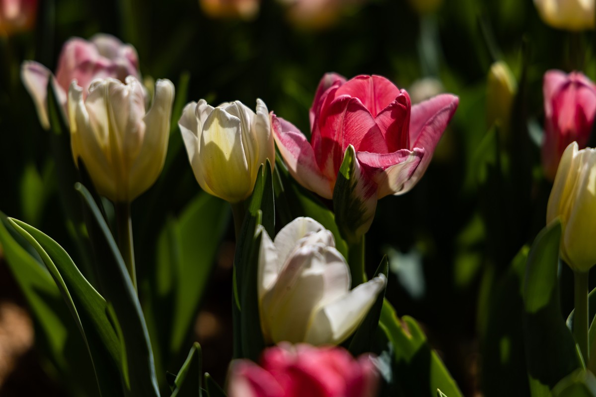 花枝招展（370）