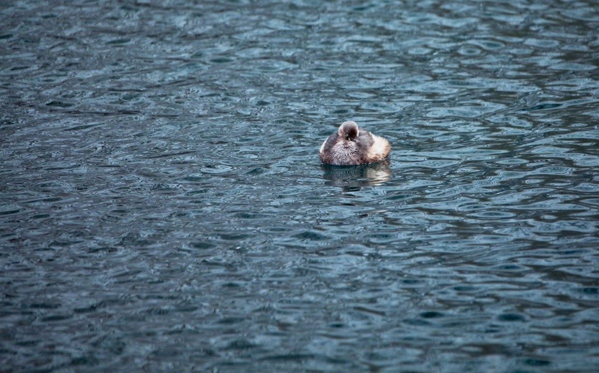 随拍——五龙潭小??