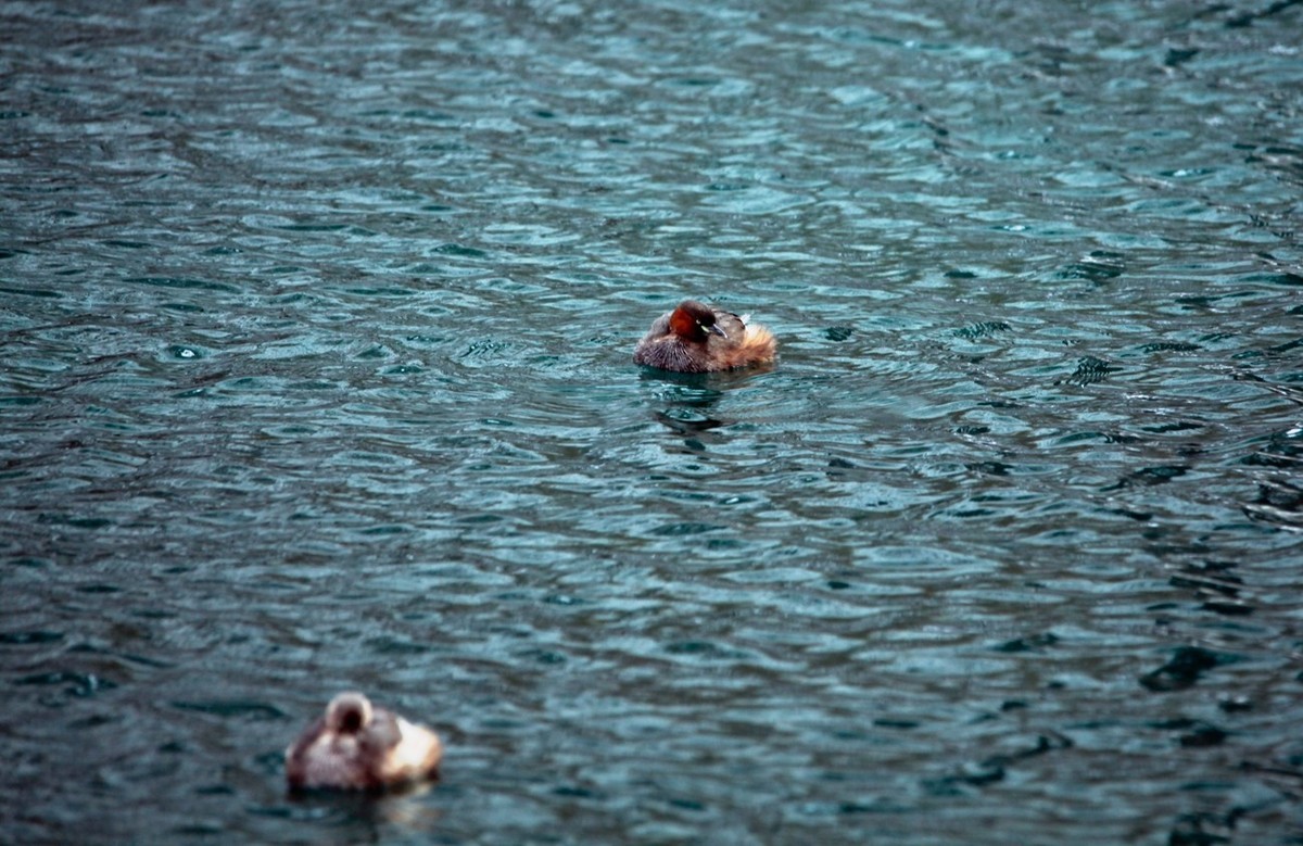 随拍——五龙潭小??