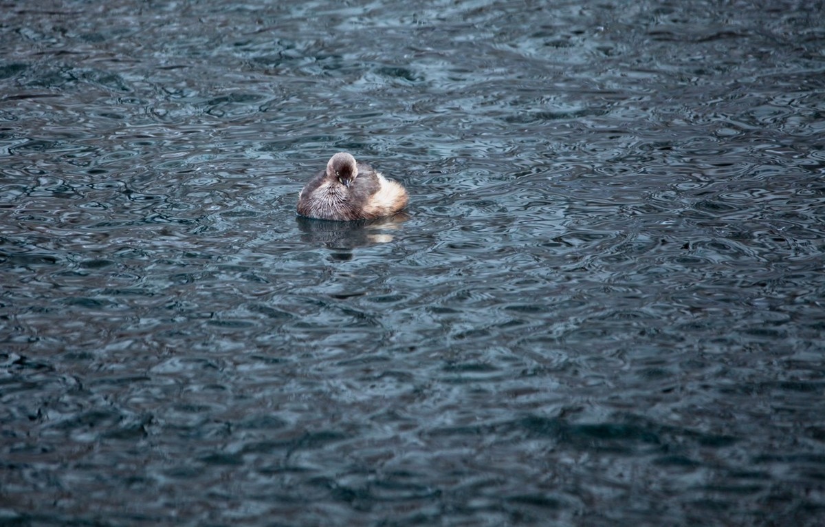 随拍——五龙潭小??
