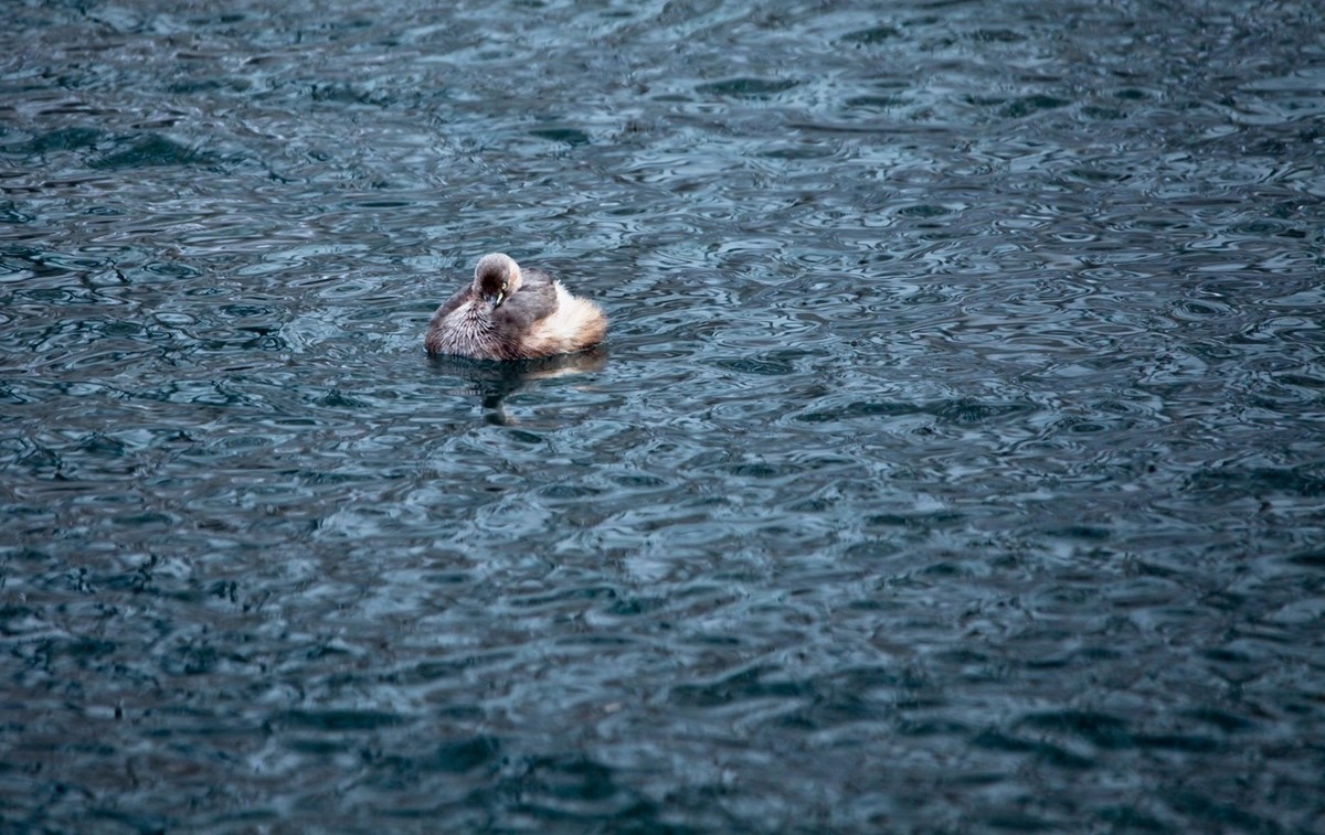 随拍——五龙潭小??