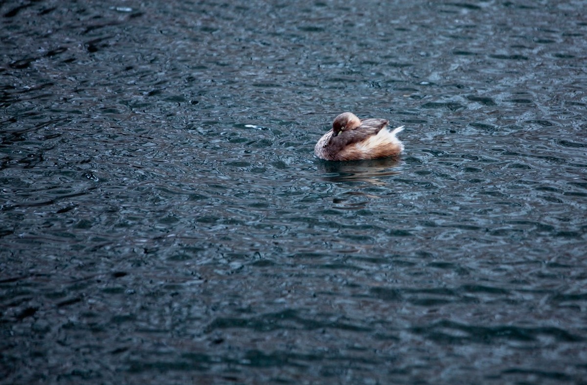 随拍——五龙潭小??