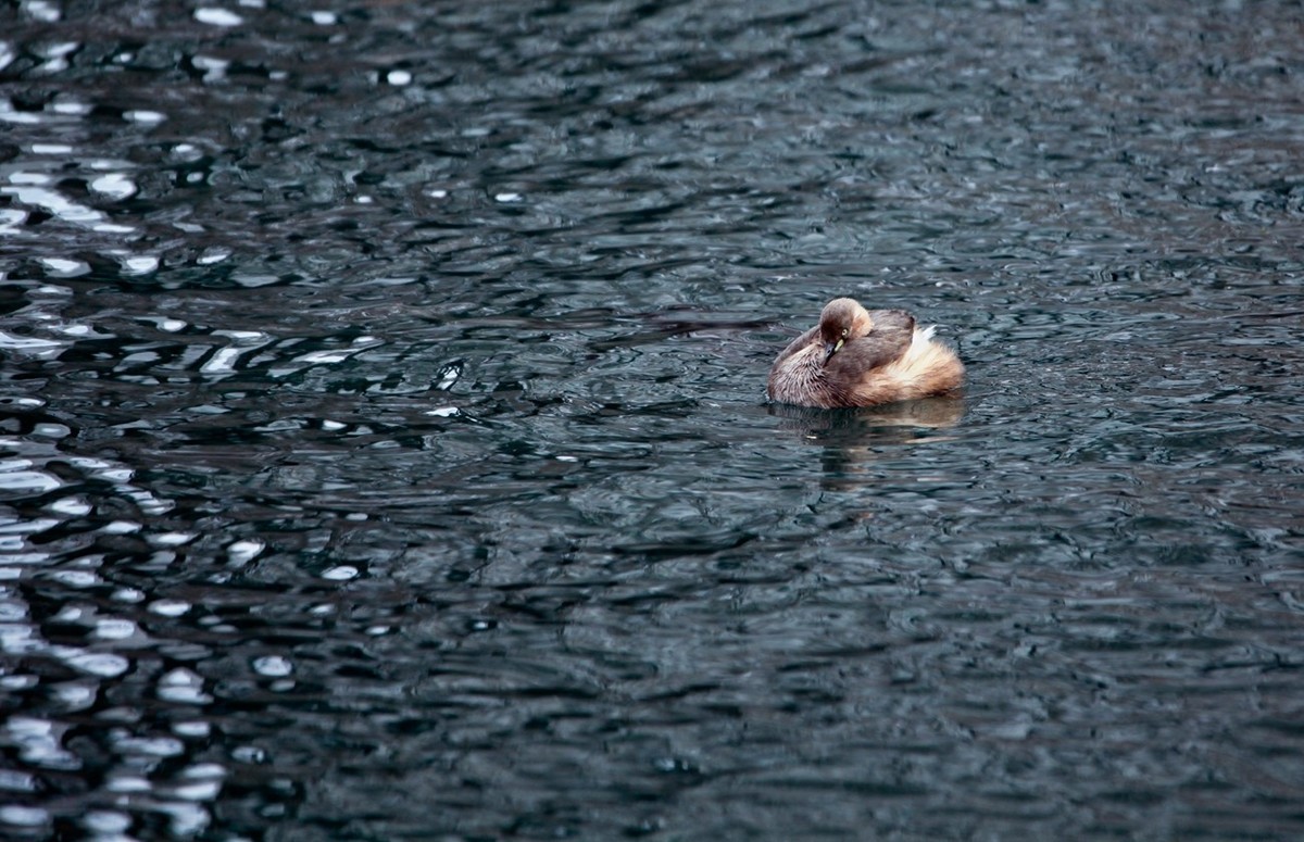 随拍——五龙潭小??