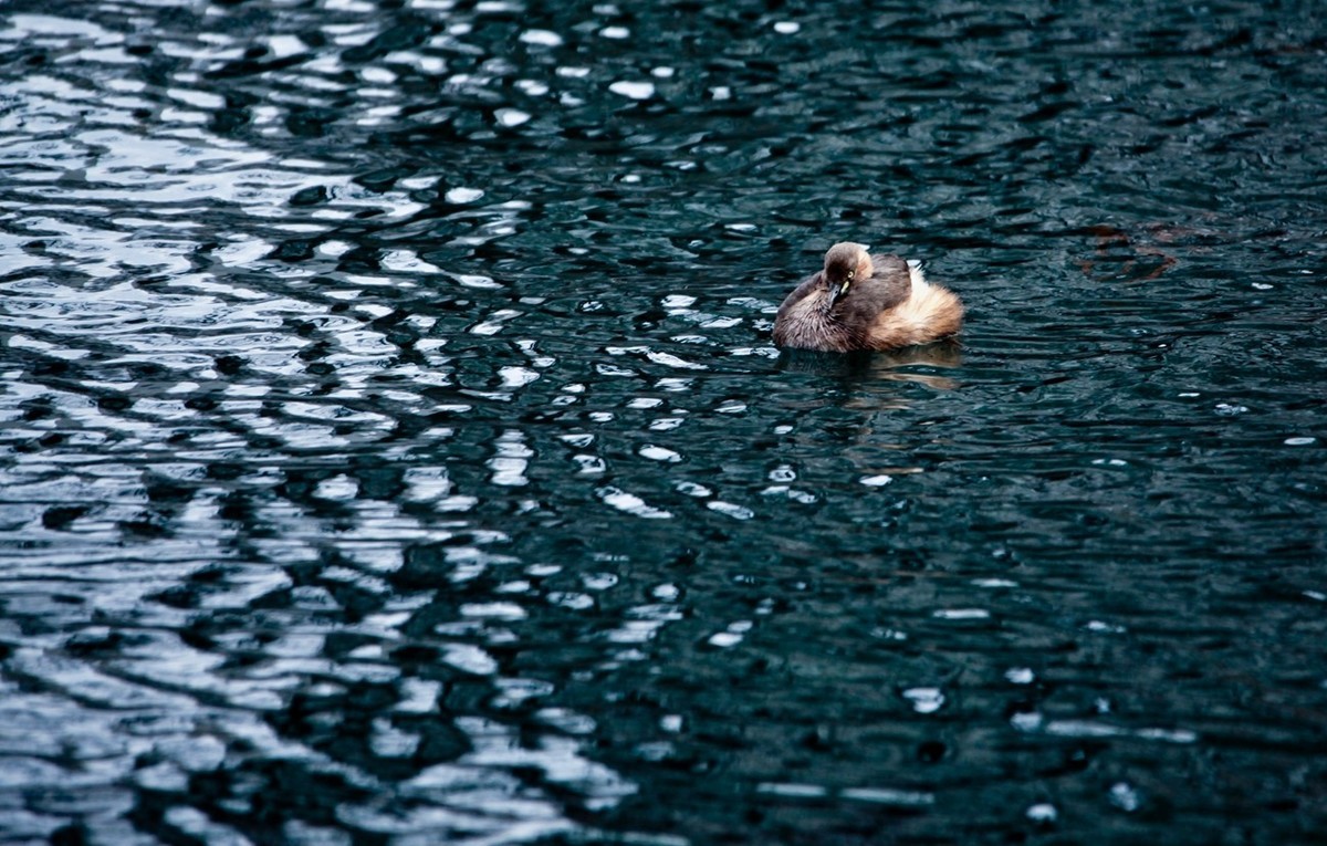 随拍——五龙潭小??