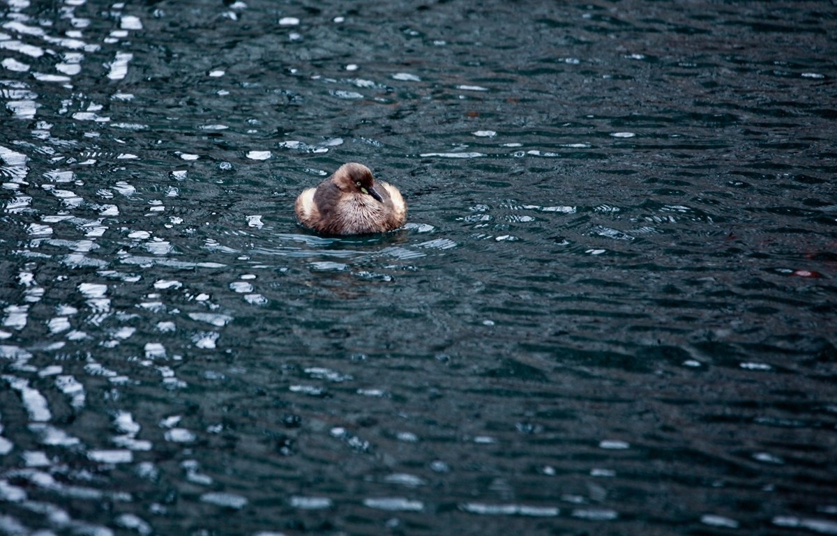 随拍——五龙潭小??