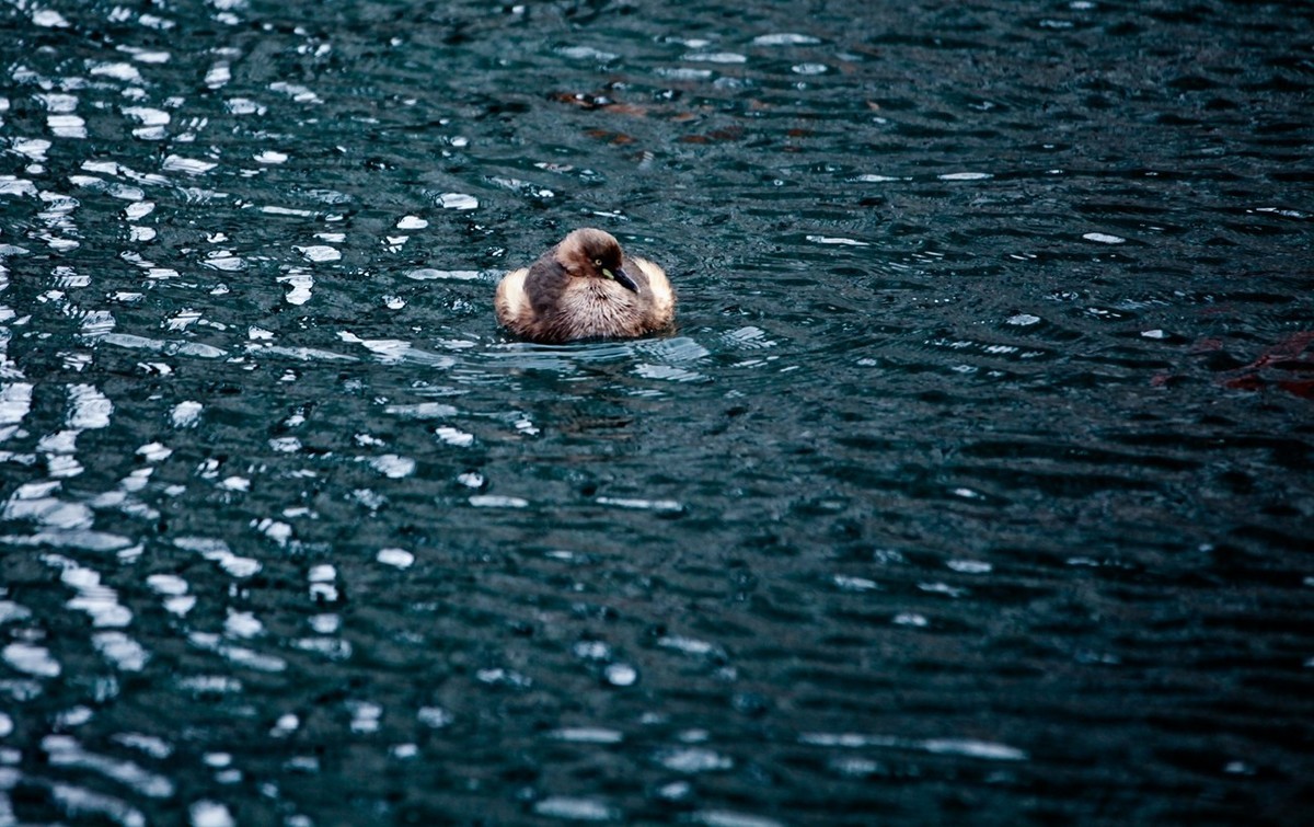 随拍——五龙潭小??