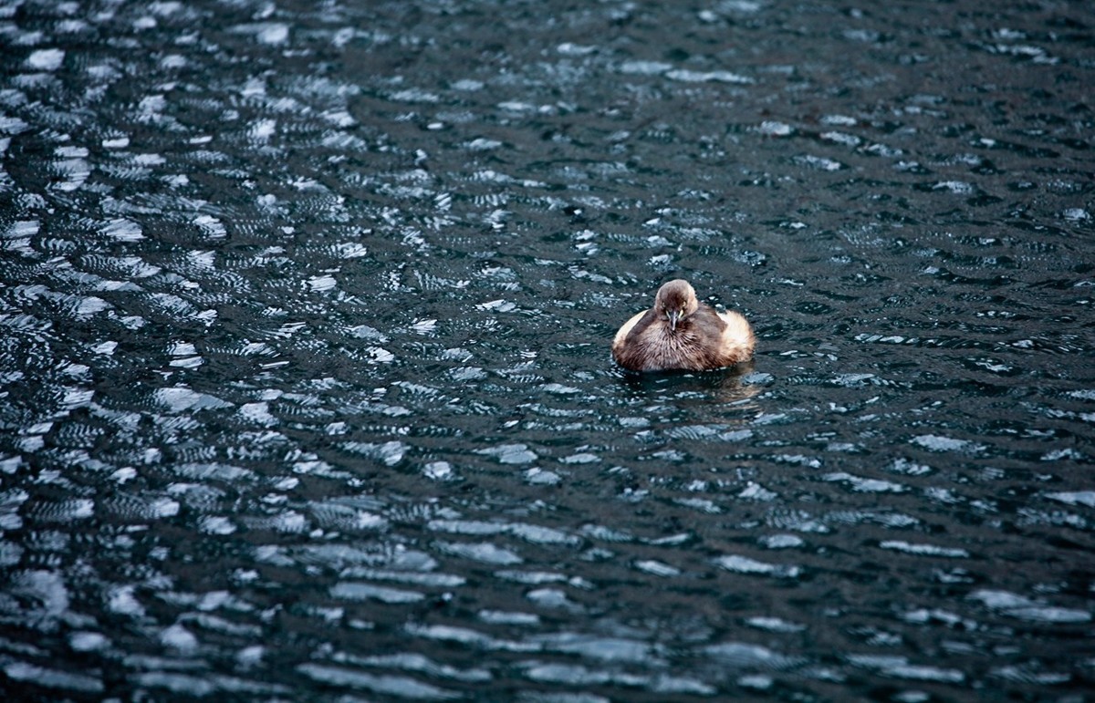 随拍——五龙潭小??