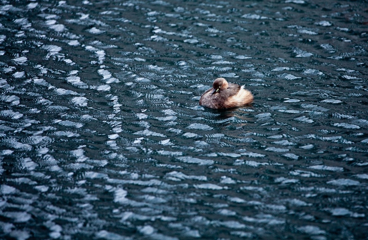 随拍——五龙潭小??