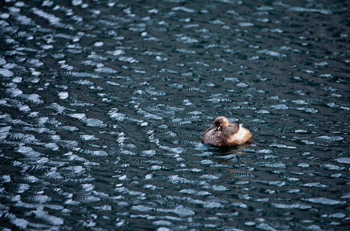 随拍——五龙潭小??