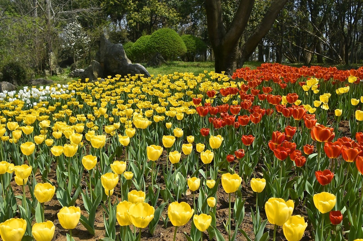 植物园郁金香