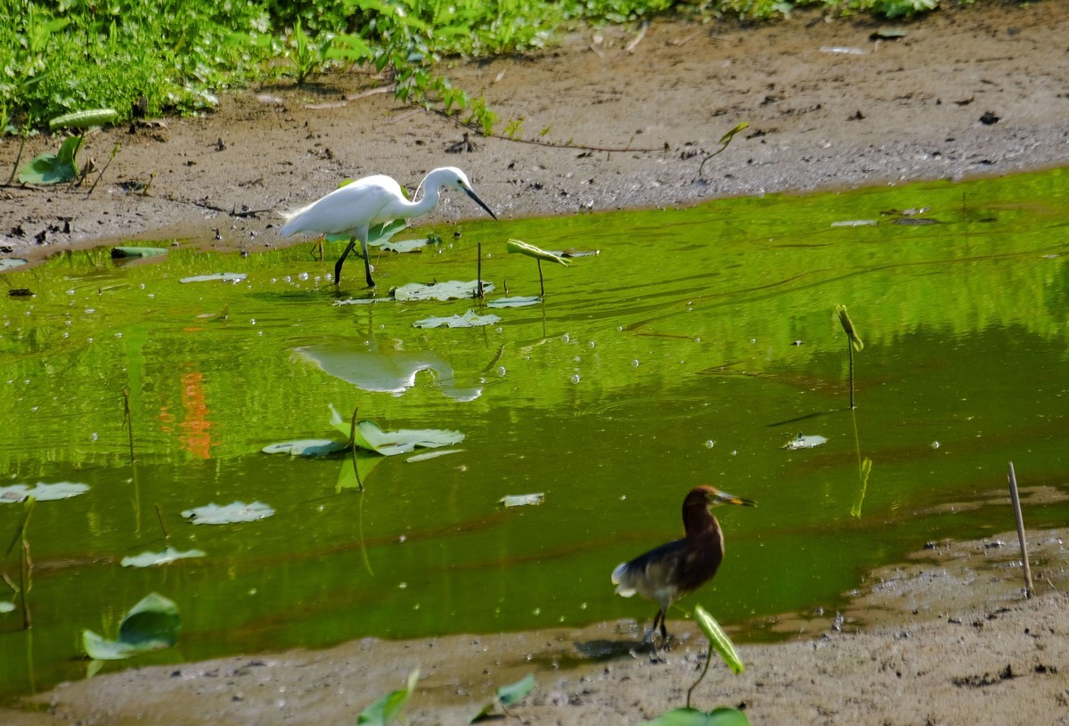 鹭鸟随拍（二）