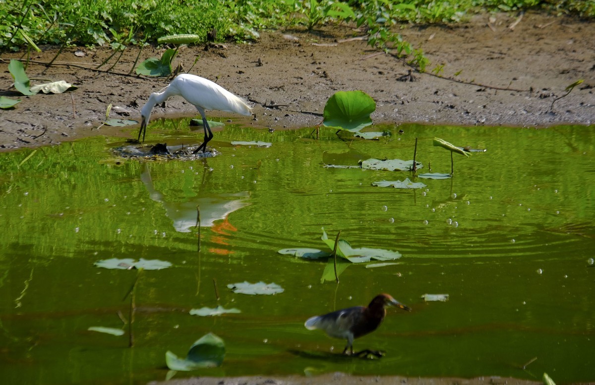 鹭鸟随拍（二）