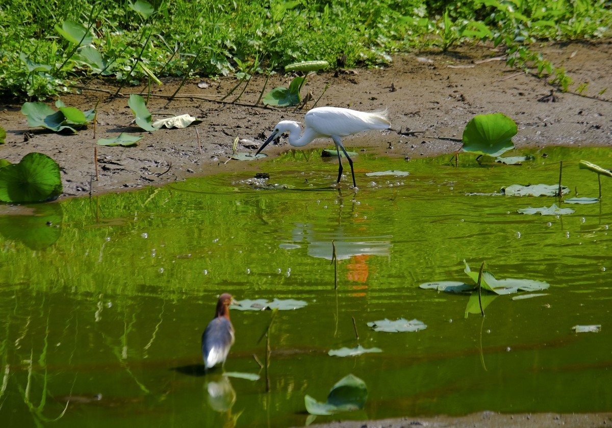 鹭鸟随拍（二）