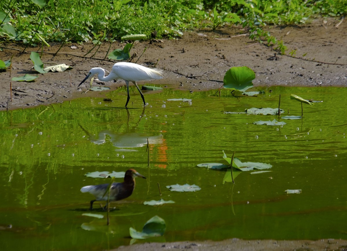 鹭鸟随拍（二）