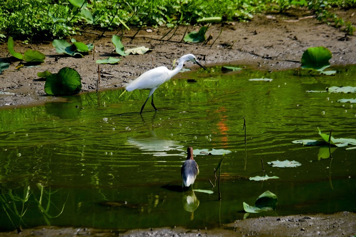 鹭鸟随拍（二）