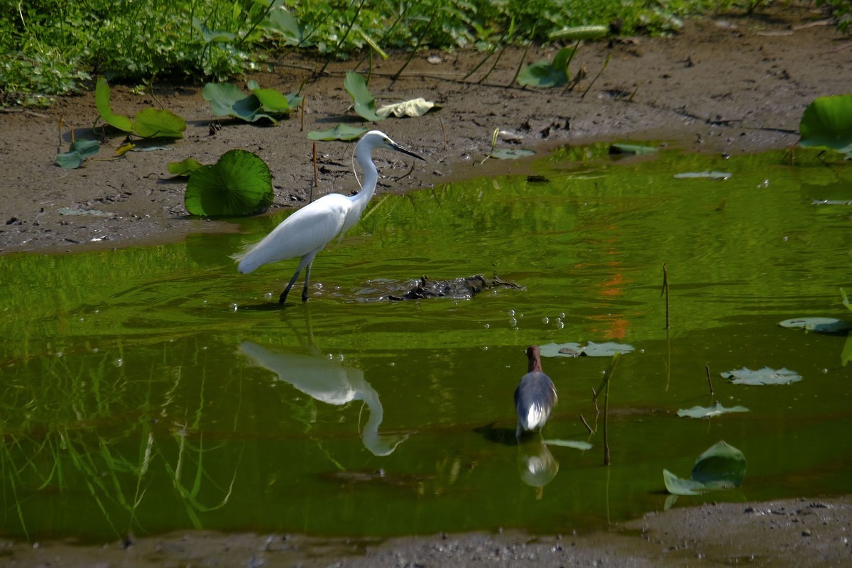 鹭鸟随拍（二）