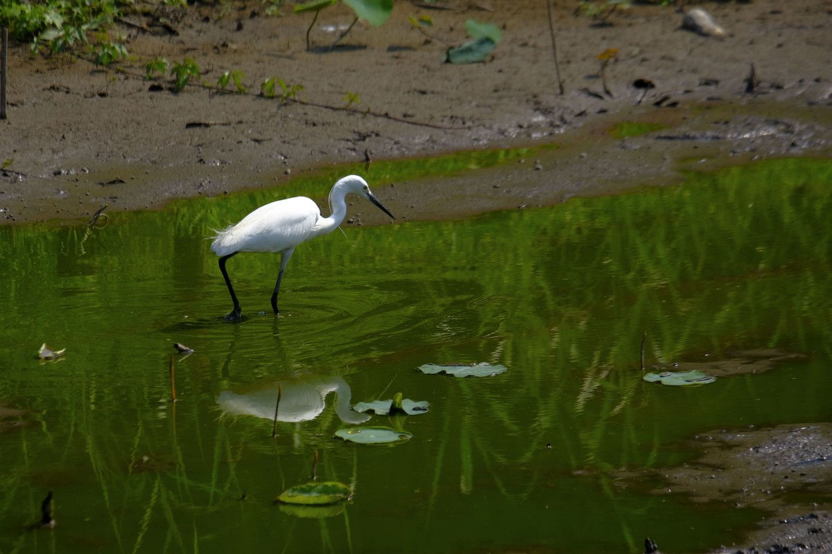 鹭鸟随拍（二）