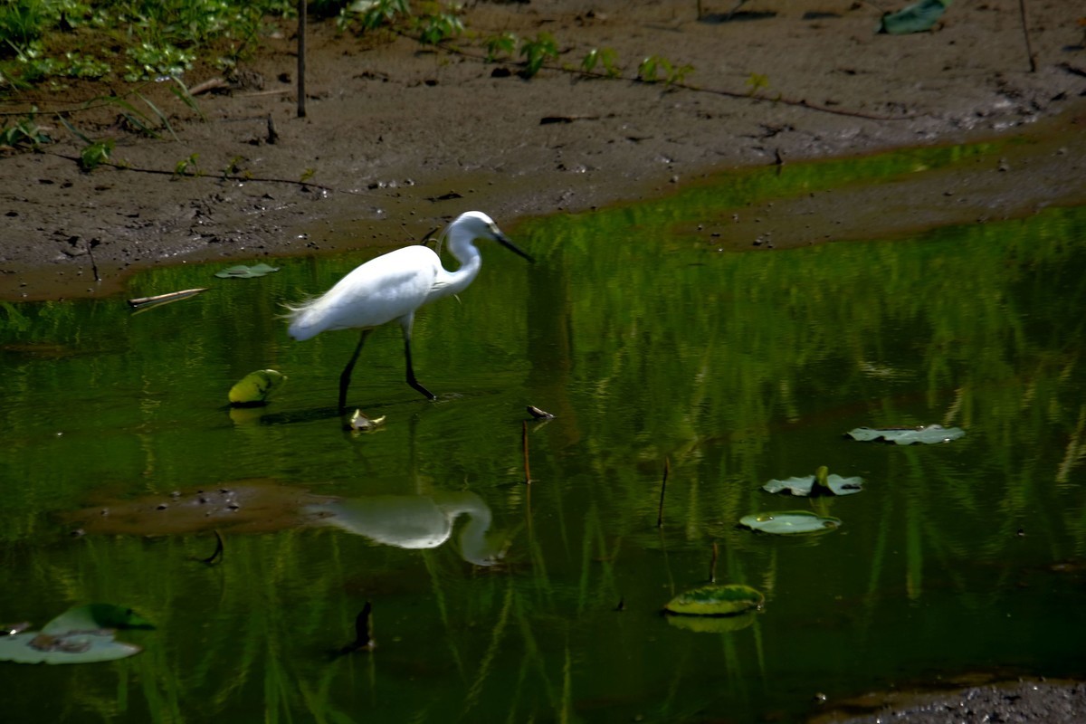 鹭鸟随拍（二）