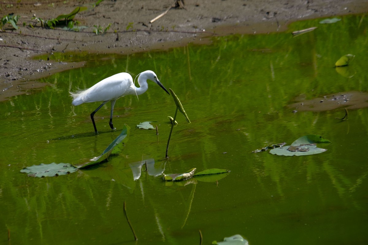 鹭鸟随拍（二）