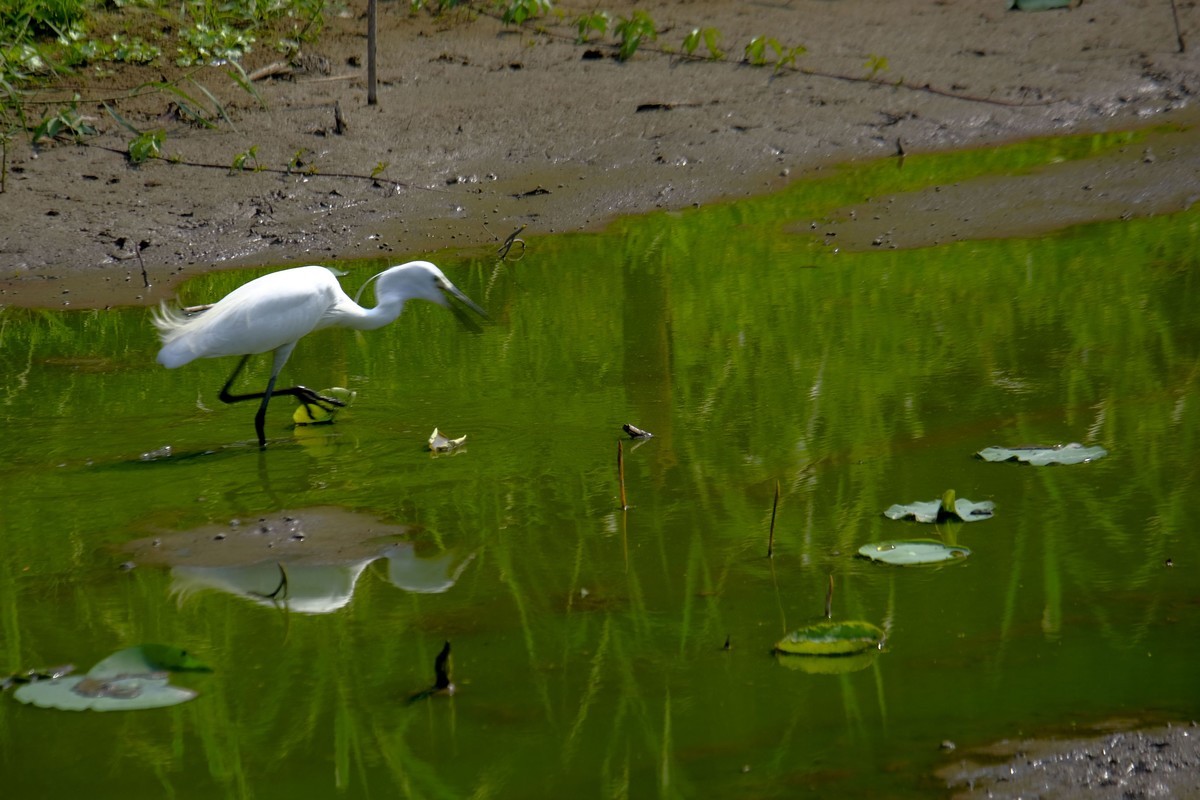 鹭鸟随拍（二）