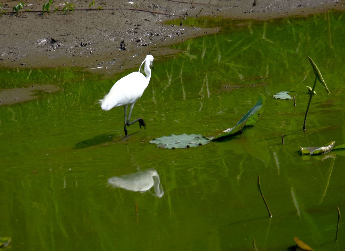 鹭鸟随拍（二）